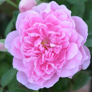 Харлоу Карр (Harlow Carr)